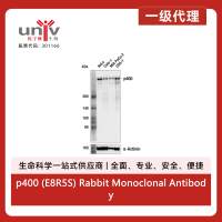 p400 (E8R5S) Rabbit Monoclonal Antibody