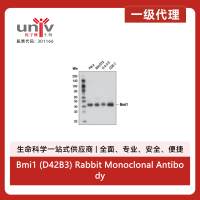 Bmi1 (D42B3) Rabbit Monoclonal Antibody