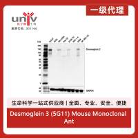 Desmoglein 3 (5G11) Mouse Monoclonal Antibody
