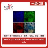SHP-1 (E1U6R) Rabbit Monoclonal Antibody (Alexa Fluor® 488 Conjugate)