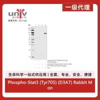 Phospho-Stat3 (Tyr705) (D3A7) Rabbit Monoclonal Antibody (Sepharose Bead Conjugate)