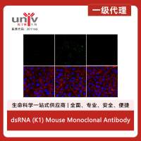 dsRNA (K1) Mouse Monoclonal Antibody