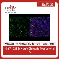 Ki-67 (D3B5) Horse Chimeric Monoclonal Antibody