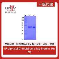 ER alpha(LBD) His&Sumo Tag Protein, Human