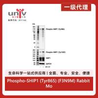 Phospho-SHIP1 (Tyr865) (F3N9M) Rabbit Monoclonal Antibody