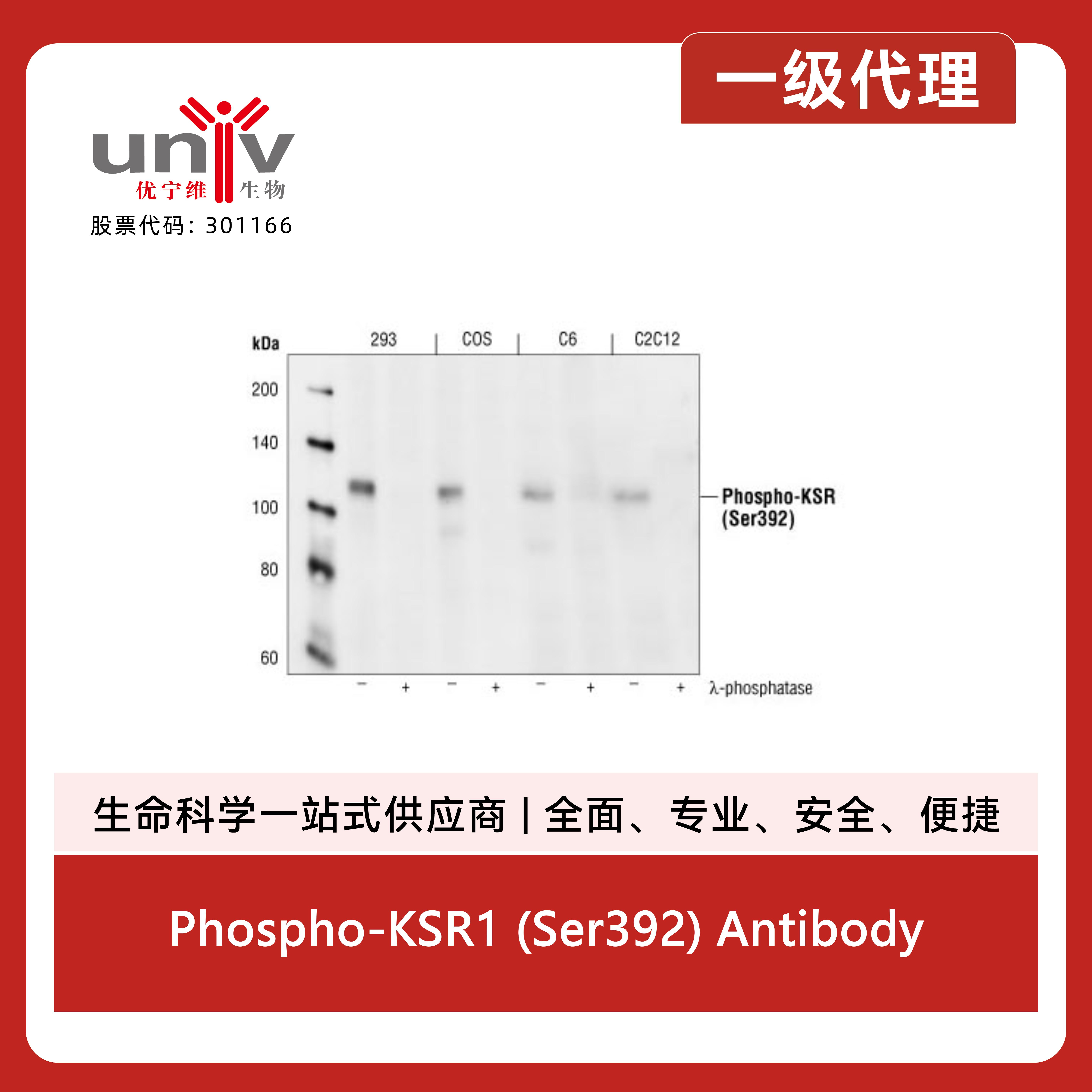 Phospho-KSR1 (Ser392) Antibody产品图