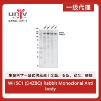 WHSC1 (D4Z8Q) Rabbit Monoclonal Antibody