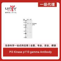 PI3 Kinase p110 gamma Antibody