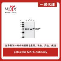 p38 alpha MAPK Antibody
