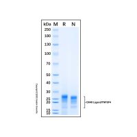 Recombinant Human OX40 Ligand/TNFSF4 Protein，无动物源, 无载体, ≥95%(SDS-PAGE), expressed in HEK293; 见COA，阿拉丁