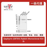 Gephyrin (E8T6V) Rabbit Monoclonal Antibody
