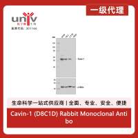 Cavin-1 (D8C1D) Rabbit Monoclonal Antibody