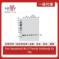 Pro-Apoptosis Bcl-2 Family Antibody Sampler Kit II