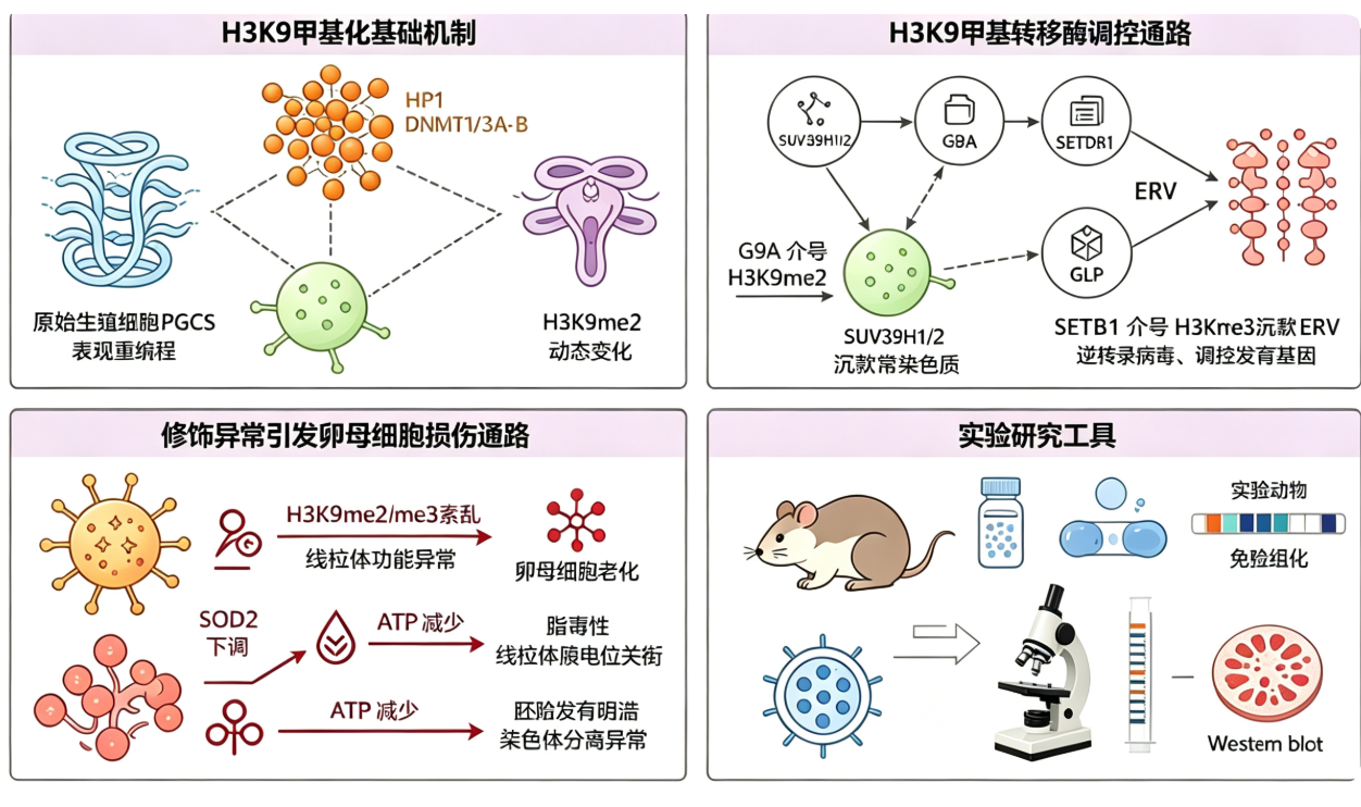 H3K9甲基化如何通过调控转录沉默与线粒体功能影响卵母细胞发育潜能？