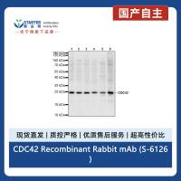 CDC42 Recombinant Rabbit mAb (S-6126)