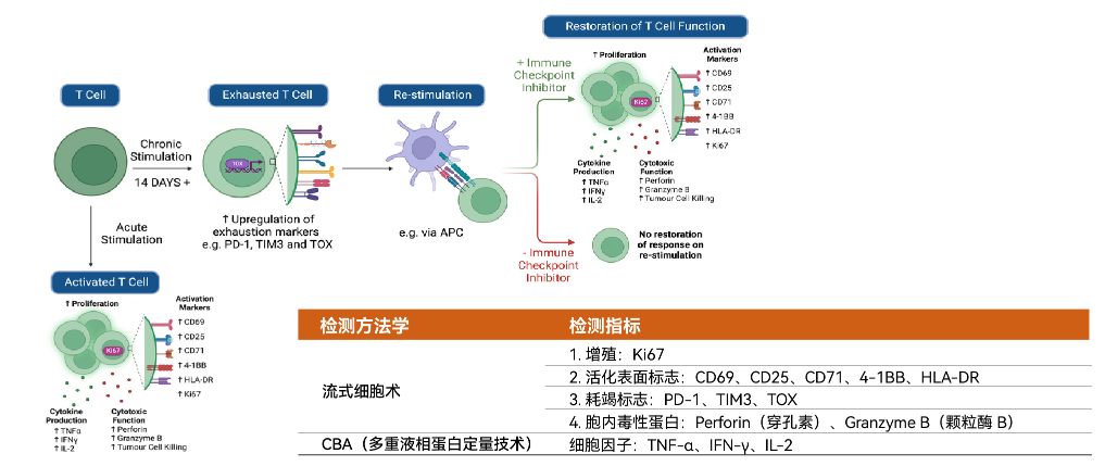 经典免疫研究·标准化流式Panel合集-T细胞耗竭