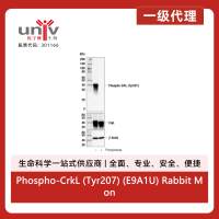 Phospho-CrkL (Tyr207) (E9A1U) Rabbit Monoclonal Antibody