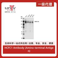 HCFC1 Antibody (Amino-terminal Antigen)