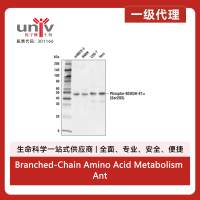 Branched-Chain Amino Acid Metabolism Antibody Sampler Kit