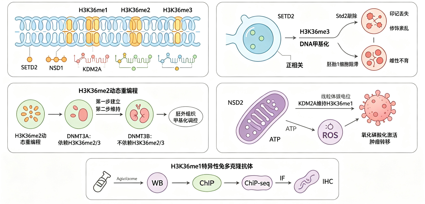 H3K36甲基化如何通过调控DNA甲基化与细胞器功能影响发育与疾病？