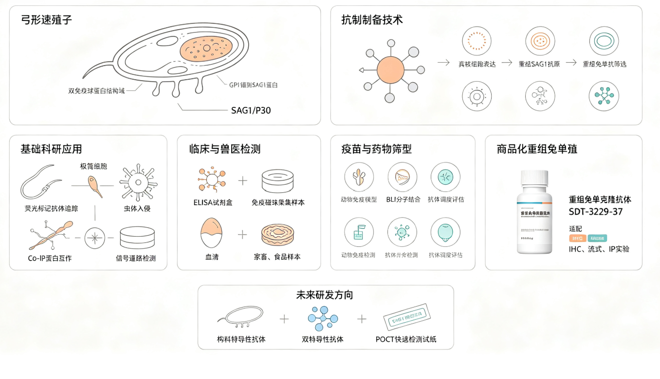 SAG1抗体：如何成为弓形虫研究与应用的核心工具？