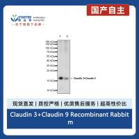 Claudin 3+Claudin 9 Recombinant Rabbit mAb (SDT-1452-69)