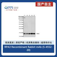 RPA3 Recombinant Rabbit mAb (S-4552-20)