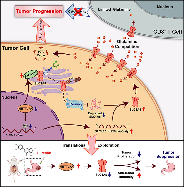 ApogeeFlow纳米流式仪文章分享,哈医大团队发表在Advanced Science “METTL7A Downregulation Drives SLC1A5-Mediated Glutamine Competition to Promote Tumor Proliferation and Suppress CD8+ T Cell Immunity in Gastric Cancer”