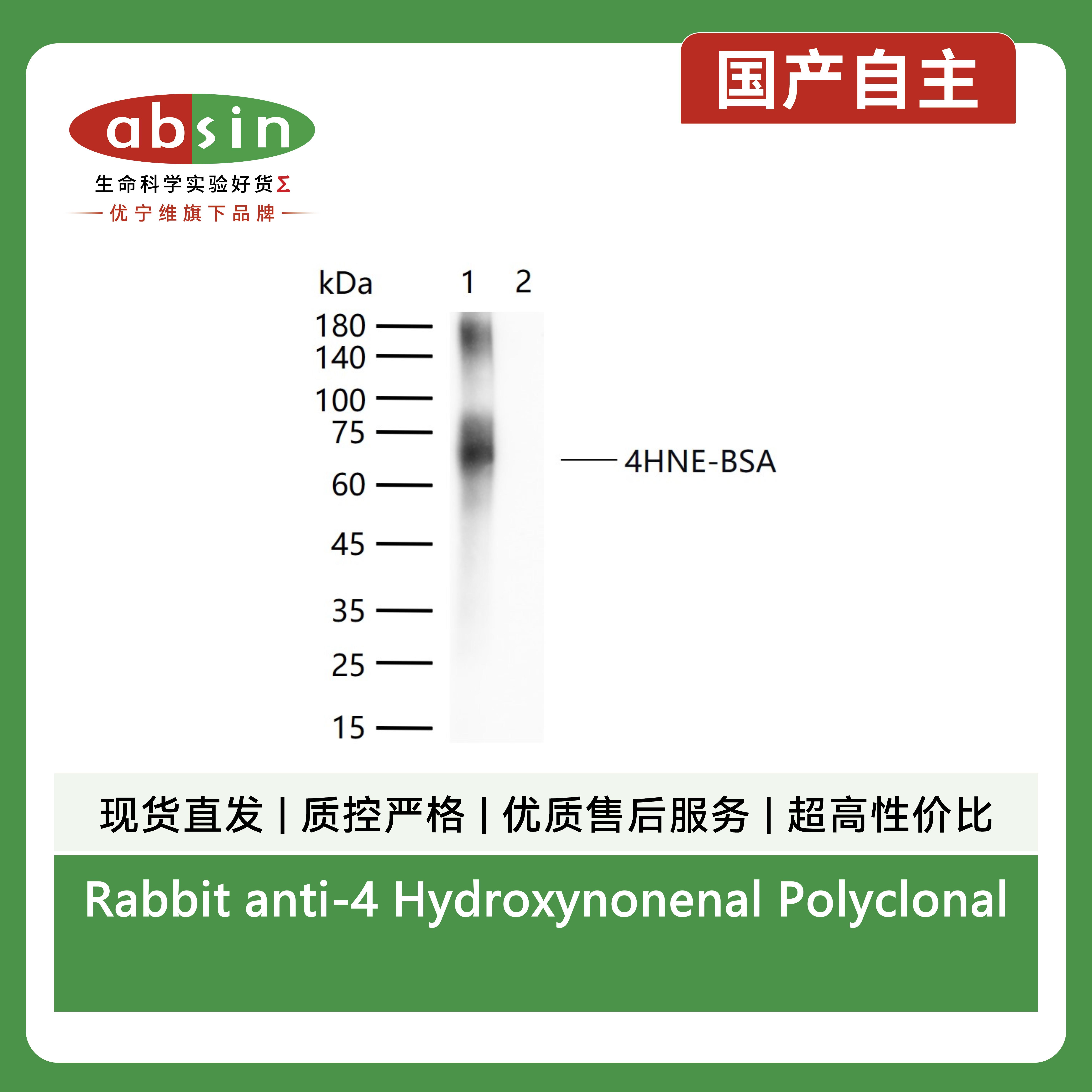 Rabbit anti-4 Hydroxynonenal Polyclonal Antibody产品图