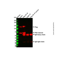 免疫沉淀试剂盒(Protein A琼脂糖凝胶法)，BioReagent,即用型,for IP，阿拉丁