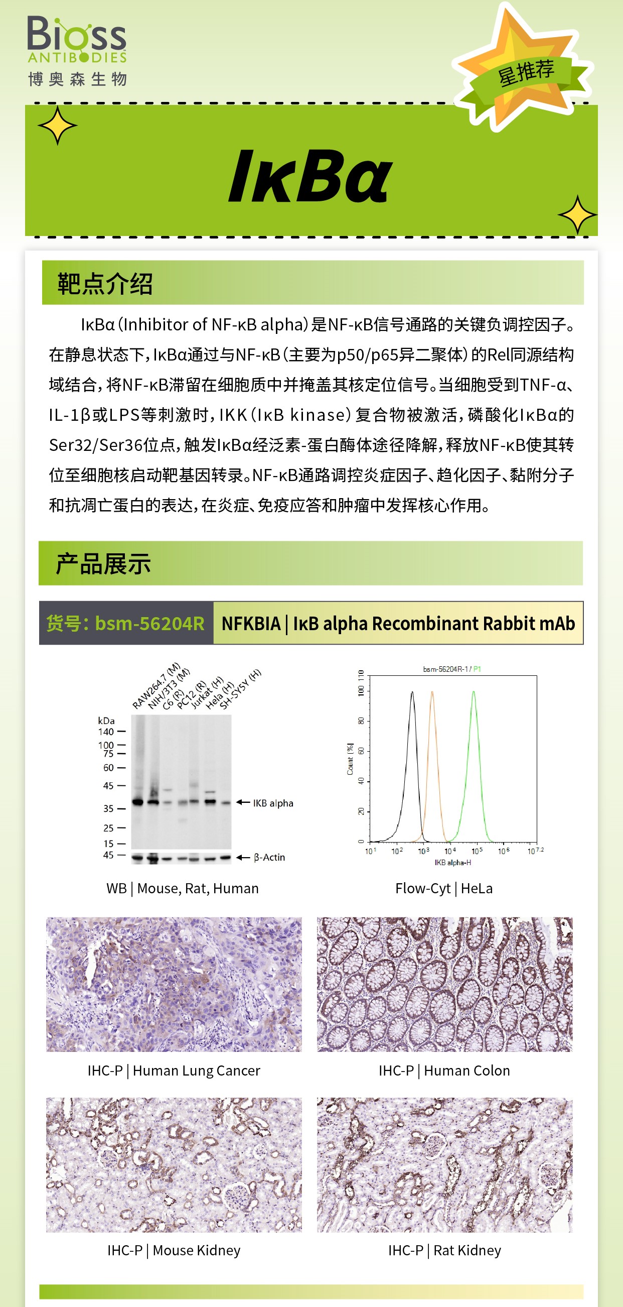 博奥森星推荐 | IκBα 抗体