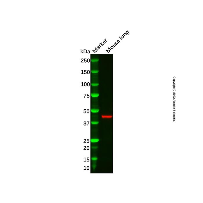 ACTG2 Antibody,Validated, 1.0 mg/mL,阿拉丁
