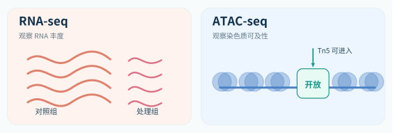 RNA-seq做完就敢讲机制？ATAC-seq一加入，故事可能完全变了！