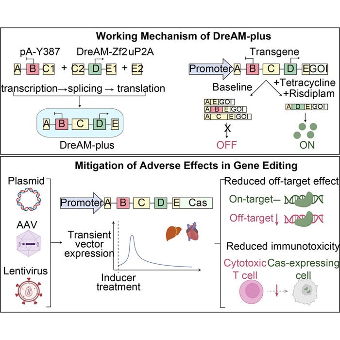 BMG LABTECH多功能酶标仪文献分享,北大 首医大等科研团队发表在Molecular Therapy “The DreAM-plus integrative RNA switch enhances transient AAV expression and reduces side effects of gene editing”