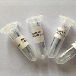 Doccol线拴 MCAO模型线栓 小鼠