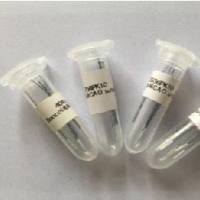 Doccol线拴 MCAO模型线栓 小鼠