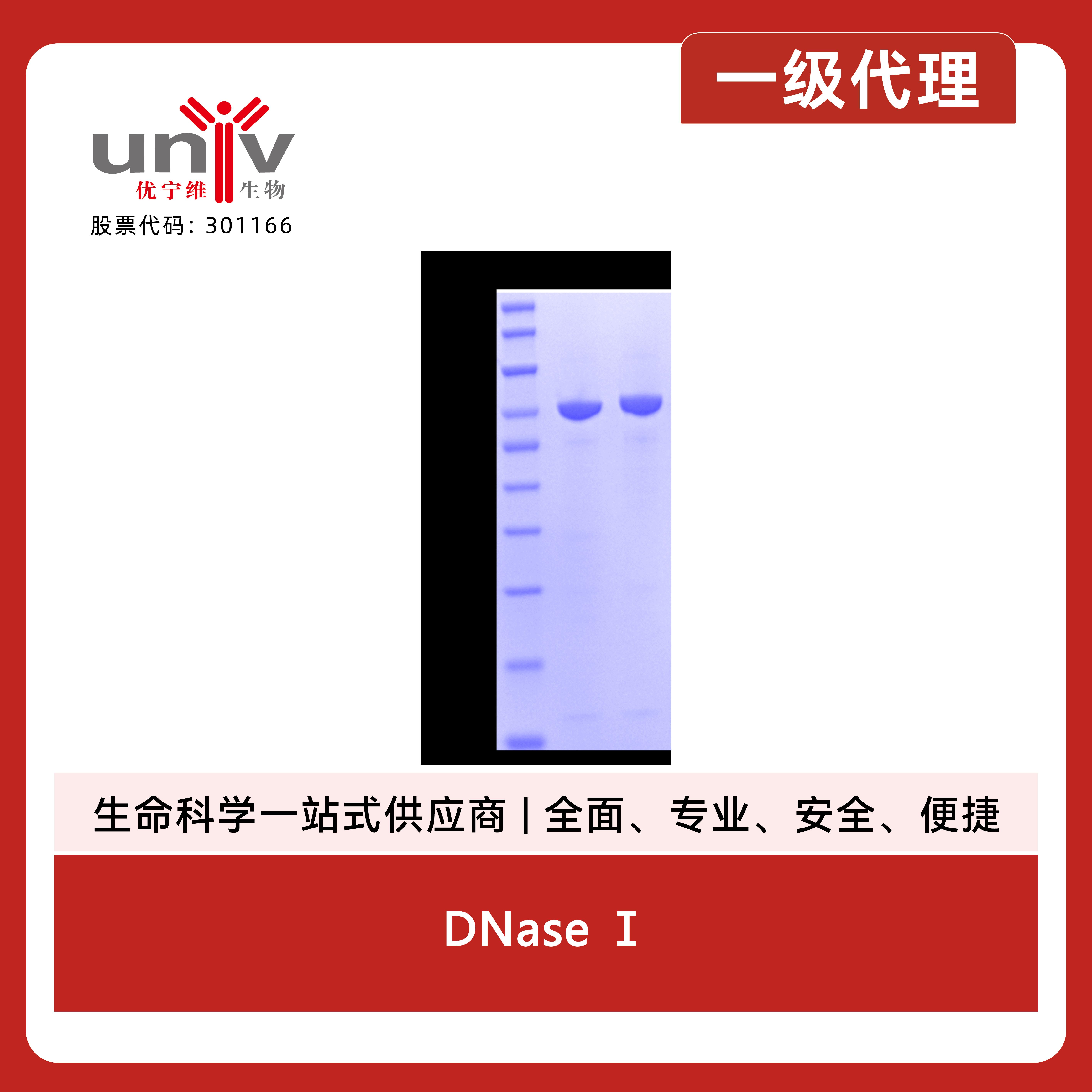 DNase Ⅰ