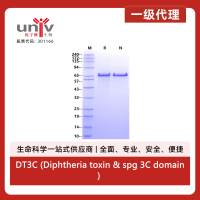 DT3C (Diphtheria toxin & spg 3C domain) Protein, Corynephage beta
