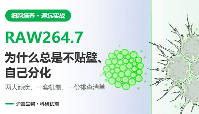 RAW264.7 为什么总是不贴壁、自己分化