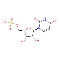 5'-尿苷酸,58-97-9,Moligand™, 10mM in DMSO,阿拉丁