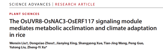 Science Advances（IF 13.9）| 康测科技DAP-seq助力揭示水稻UV-B响应与气候适应的代谢驯化分子机制