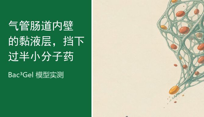 气管肠道内壁的黏液层，挡下过半小分子药 · Bac³Gel 模型实测