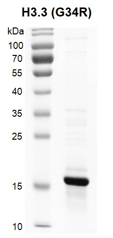图 3：重组组蛋白 H3.3 G34R（Cat #31549）的 SDS 考马斯亮蓝染色结果