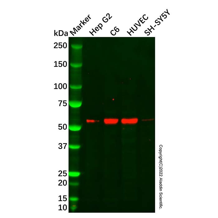 KCNA3 Antibody,ExactAb™, Validated, Carrier Free, 1.0 mg/mL,阿拉丁