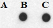 图 2:Biotin-14-dATP 掺入 DNA 的检测结果,A 为普通 dATP 对照,B、C 为实验组