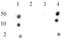 图 5：CENP-A phospho Ser18 抗体（Cat #61483）的斑点印迹检测结果