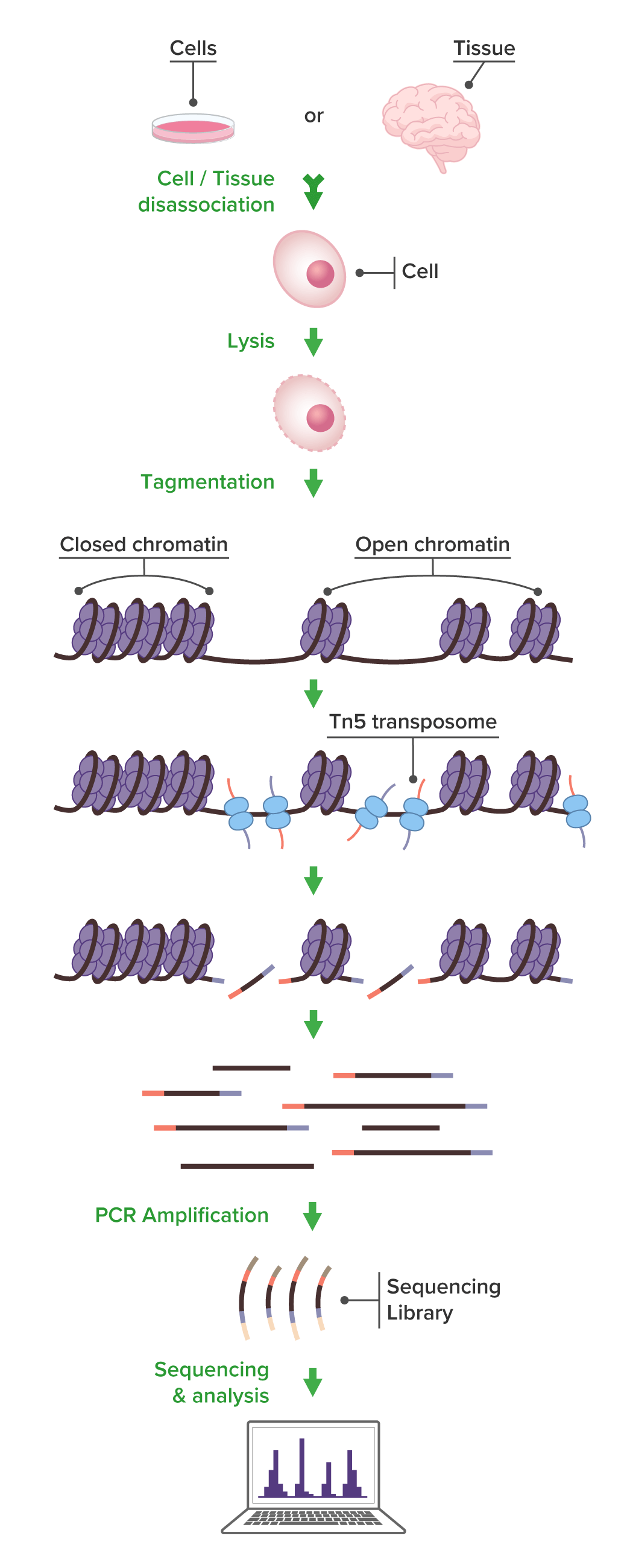 从染色质开放性到基因调控：ATAC-seq 原理与应用