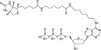 DNA 也需要「身份证」？——Biotin-dATP 有什么用？