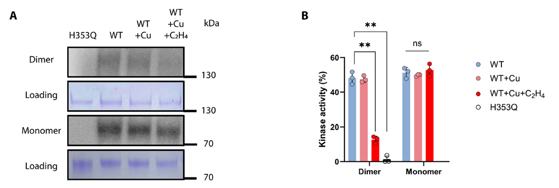 abinScience抗体助力Science Advances果蔬保鲜新策略
