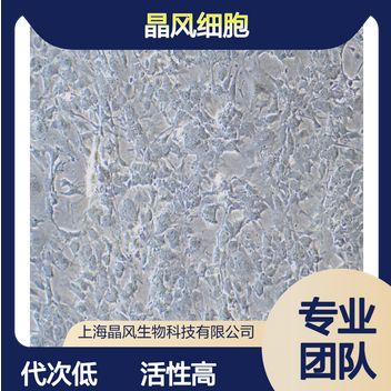 双基因永生化西门塔尔牛脂肪干细胞SV40T+tTERT细胞